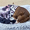 dog, brown_dog, sleeping, blanket, dog_print, fluffy_rug, cozy, resting, outdoor, nap, animal, pet, fur, relaxed, canine, cute, laying_down, comfort, quiet, peaceful