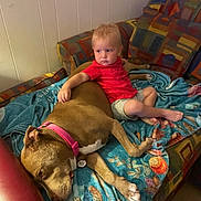 Xena joined the competition — help win amazing prizes! child, dog, couch, blanket, indoor, red_shirt, brown_dog, pink_collar, toddler, relaxed, furniture, carpet, home, resting, cute, pet, comfort, animal, living_room, nap