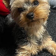 Vicky participe au concours pour gagner de l'argent avec cette photo : dog, small_dog, yorkshire_terrier, pet, fur, ears, curious_eyes, indoor, couch, relaxed, closeup, animal, cute, companion, furry, paw, nose, black_nose, brown_fur, gray_fur