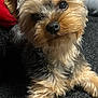 dog, small_dog, yorkshire_terrier, pet, fur, ears, curious_eyes, indoor, couch, relaxed, closeup, animal, cute, companion, furry, paw, nose, black_nose, brown_fur, gray_fur