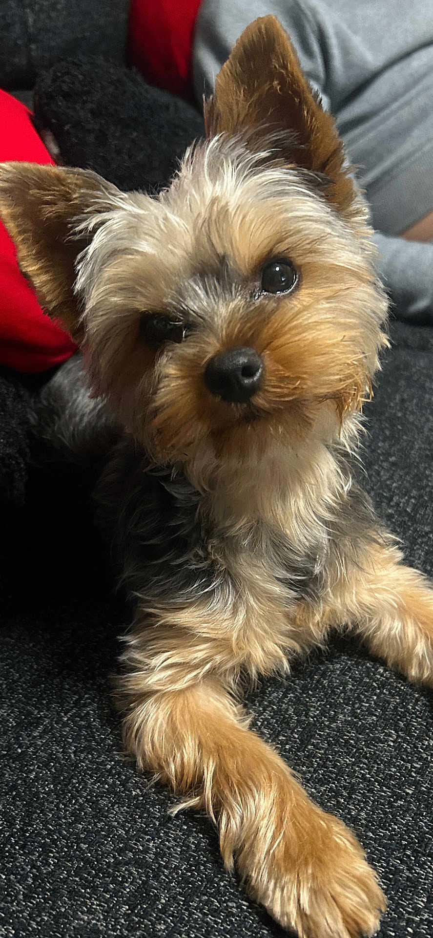 Vicky participe au concours pour gagner de l'argent avec cette photo : dog, small_dog, yorkshire_terrier, pet, fur, ears, curious_eyes, indoor, couch, relaxed, closeup, animal, cute, companion, furry, paw, nose, black_nose, brown_fur, gray_fur