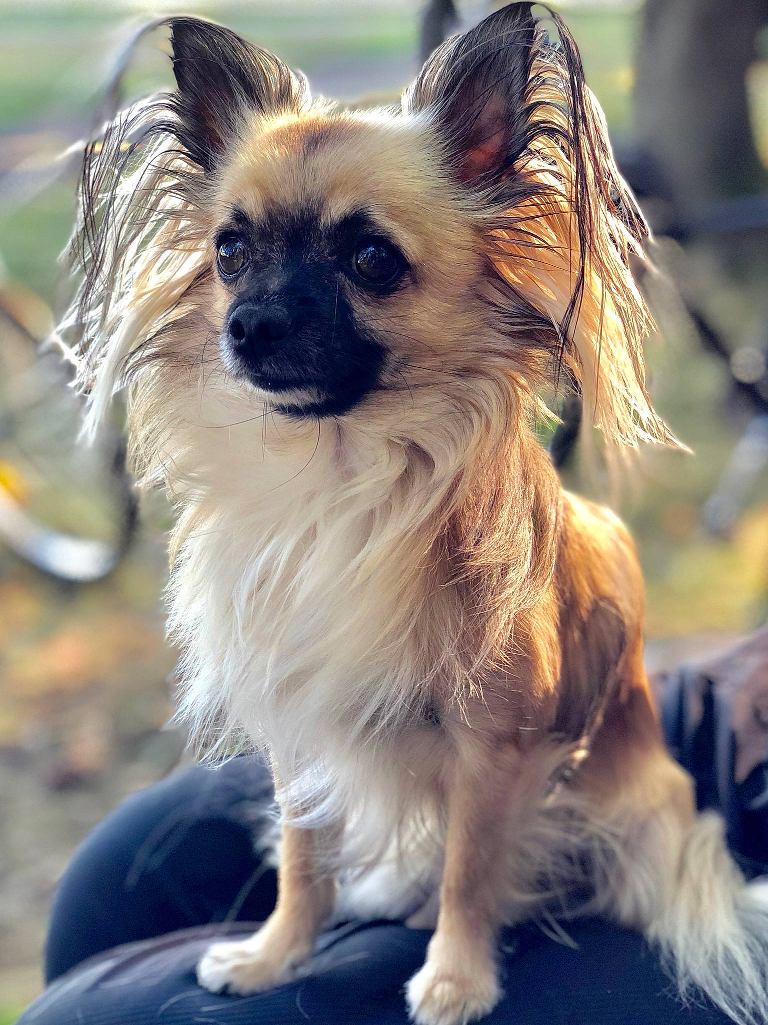 Micky participe au concours pour gagner de l'argent avec cette photo : canidae, carnivore, companion_dog, dog, dog_breed, dog_supply, event, fawn, fur, grass, iris, liver, recreation, small_terrier, snout, sporting_group, terrestrial_animal, toy_dog, whiskers, wildlife