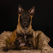 Doumbe participe au concours pour gagner de l'argent avec cette photo : dog, puppy, belgian_malinois, pet_bed, brown_fur, black_fur, alert, ears_up, animal, cute, portrait, indoor, cozy, looking_at_camera, furry, young, sitting, canine, pet, companion