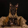dog, puppy, belgian_malinois, pet_bed, brown_fur, black_fur, alert, ears_up, animal, cute, portrait, indoor, cozy, looking_at_camera, furry, young, sitting, canine, pet, companion