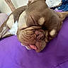 Chabelo joined the competition — help win amazing prizes! animal, arm, brown_fur, closeup, cozy, cute, dog, fur, indoor, napping, pet, purple_blanket, relaxed, resting, sleeping, snout, soft, tattoo, tongue_out, wrinkled_face