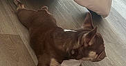 Chabelo is registered to the contest to win money with this photo: animal, bed, brown_dog, canine, comforter, dog, domestic_animal, ear, floor, fur, home, indoor, lying_down, paw, pet, quiet, relaxed, resting, side_view, wood_floor