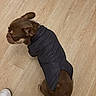 Chabelo is registered to the contest to win money with this photo: animal, brown_dog, canine, casual, clothing, companion, cute, dog, domestic_animal, flooring, footwear, indoor, pet, pet_outfit, pinstripe, sideways_glance, sitting, small_dog, sneaker, wooden_floor