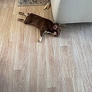 Chabelo joined the competition — help win amazing prizes! animal, brown_dog, companion, couch, cozy, cute, dog, domestic, flooring, furniture, home, indoor, living_room, napping, pet, relaxed, resting, rug, small_dog, wooden_floor