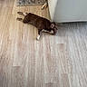 animal, brown_dog, companion, couch, cozy, cute, dog, domestic, flooring, furniture, home, indoor, living_room, napping, pet, relaxed, resting, rug, small_dog, wooden_floor