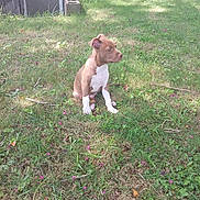 Moses is registered to the contest to win money with this photo: puppy, dog, grass, outdoor, young, brown, white, flower, nature, animal, pet, sitting, sunlight, brick_wall, yard, window, greenery, small_flowers, curious, daytime