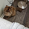 cat, persian_cat, fluffy, long_hair, brown_fur, golden_eyes, pet, animal, portrait, indoors, floor, wood_floor, lamp, power_cord, electrical_outlet, blanket, home, hallway, looking_up, cozy