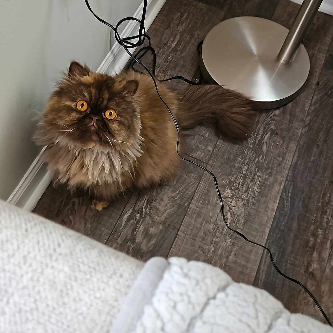 Motto is registered to the contest to win money with this photo: cat, persian_cat, fluffy, long_hair, brown_fur, golden_eyes, pet, animal, portrait, indoors, floor, wood_floor, lamp, power_cord, electrical_outlet, blanket, home, hallway, looking_up, cozy