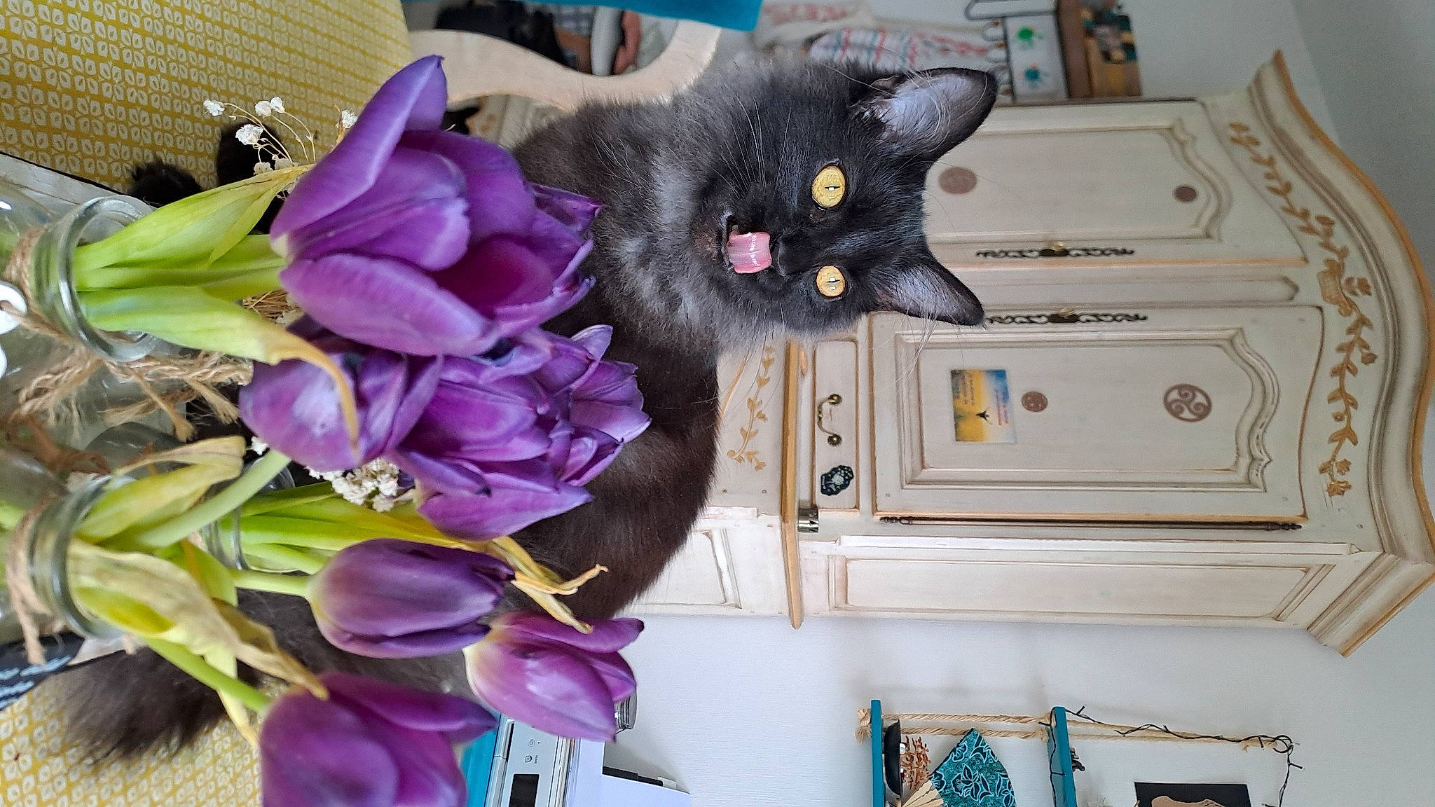 Luna a rejoint le concours — aidez-le/la à gagner de superbes lots ! black_cat, bombay, carnivore, cat, domestic_short_haired_cat, felidae, flower, flowering_plant, flowerpot, fur, houseplant, magenta, petal, plant, purple, room, small_to_medium_sized_cats, tail, violet, whiskers