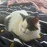 Eros participe au concours pour gagner de l'argent avec cette photo : cat, feline, pet, animal, white, gray, fur, blanket, bed, indoor, cozy, resting, sleepy, striped_blanket, soft_texture, comfort, relaxed, domestic, cute, lying_down