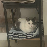 Eros participe au concours pour gagner de l'argent avec cette photo : cat, towel, striped, folded_towel, shelf, gray, white, pet, indoor, floor, tile, resting, feline, cozy, quiet, corner, fur, animal, domestic, stacked_towels