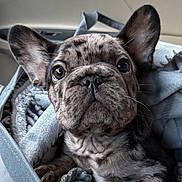 Gizmo is registered to the contest to win money with this photo: dog, puppy, french_bulldog, brindle, close_up, ears, blanket, cozy, pet, animal, cute, indoor, portrait, fur, snout, whiskers, sleepy, companion, pet_bed, adorable