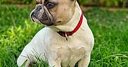 Tesla a rejoint le concours — aidez-le/la à gagner de superbes lots ! dog, french_bulldog, pet, animal, sitting, outdoors, grass, garden, greenery, red_collar, collar, short_hair, upright_ears, wrinkled_face, profile, canine, lawn, nature, portrait, alert