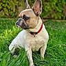 dog, french_bulldog, pet, animal, sitting, outdoors, grass, garden, greenery, red_collar, collar, short_hair, upright_ears, wrinkled_face, profile, canine, lawn, nature, portrait, alert