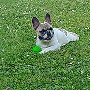 Tesla participe au concours pour gagner de l'argent avec cette photo : dog, french_bulldog, pet, animal, outdoor, garden, grass, lawn, flowers, greenery, toy, ball, lying_down, sitting, ears, wrinkles, white_fur, brown_patches, portrait, sunlight