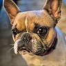 Tesla participe au concours pour gagner de l'argent avec cette photo : dog, french_bulldog, pet, animal, portrait, close_up, face, muzzle, ears, eyes, wrinkles, short_hair, brown, black, collar, indoors, blurred_background, headshot, serious, cute