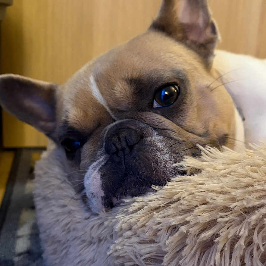 Tesla participe au concours pour gagner de l'argent avec cette photo : dog, french_bulldog, pet, animal, portrait, close_up, face, ears, wrinkles, snout, eyes, nose, resting, lying_down, blanket, fluffy, indoors, wood_paneling, cozy, cute