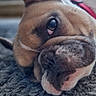 Tesla participe au concours pour gagner de l'argent avec cette photo : dog, french_bulldog, pet, animal, close_up, portrait, face, eye, ear, muzzle, wrinkles, short_coat, brown_dog, lying_down, rug, indoor, home, carpet, cute, funny