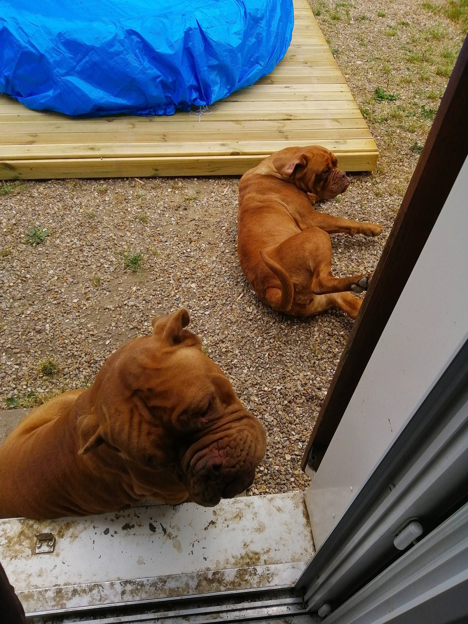 Bad participe au concours pour gagner de l'argent avec cette photo : canidae, carnivore, companion_dog, dog, dog_breed, dogue_de_bordeaux, fawn, korean_mastiff, non_sporting_group, old_english_bulldog, olde_english_bulldogge, shar_pei, sporting_group