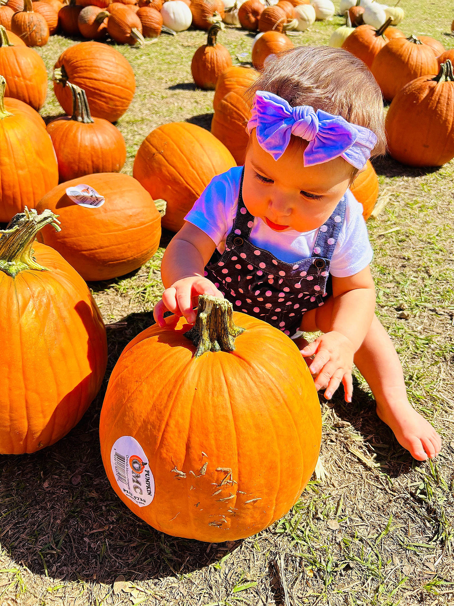 Everlee is registered to the contest to win money with this photo: art, calabaza, cucurbita, gourd, grass, green, local_food, natural_foods, orange, people_in_nature, person, plant, produce, pumpkin, shorts, squash, sunglasses, toddler, vegetable, whole_food