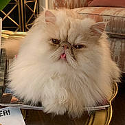 Theodore is registered to the contest to win money with this photo: cat, persian_cat, fluffy, cream_colored, tongue_out, grumpy_expression, indoor, glass_table, magazines, armchair, decor, home_interior, furniture, cozy, pet, animal, closeup, sitting, cute, relaxed