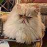 cat, persian_cat, fluffy, cream_colored, tongue_out, grumpy_expression, indoor, glass_table, magazines, armchair, decor, home_interior, furniture, cozy, pet, animal, closeup, sitting, cute, relaxed