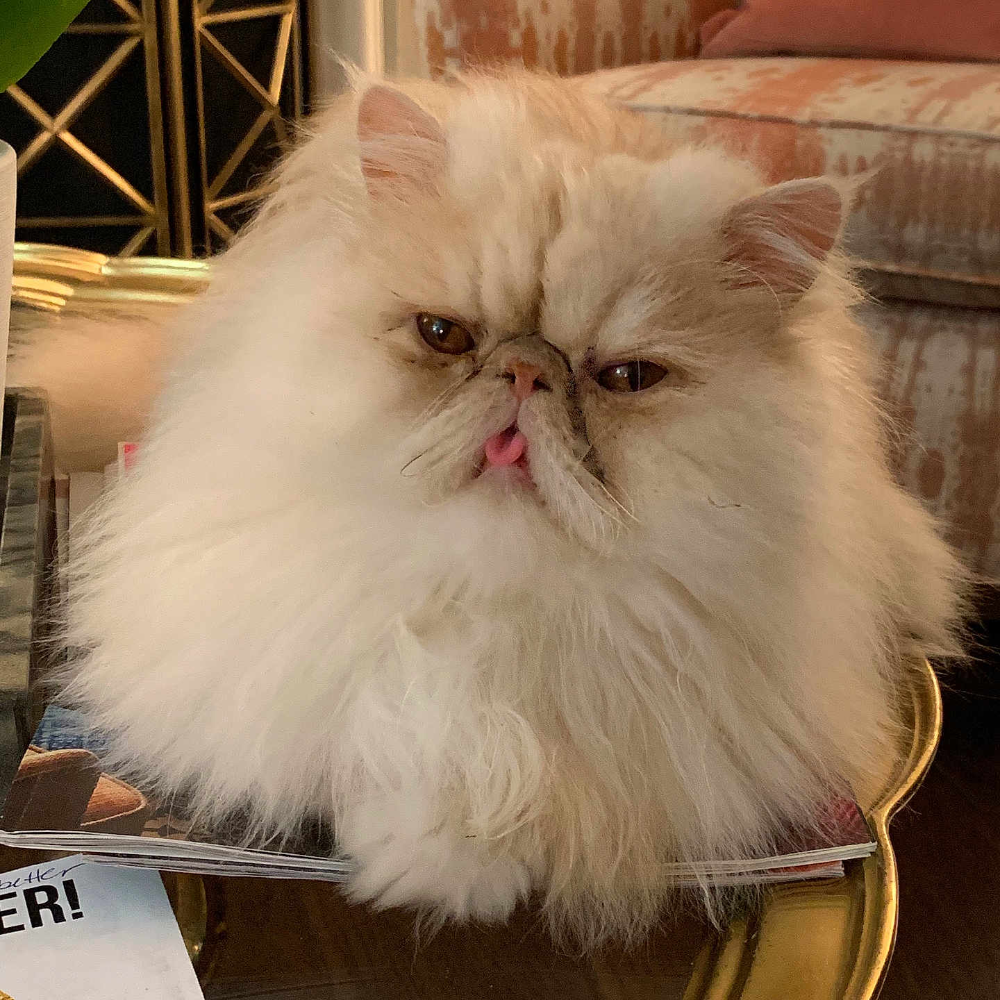 Theodore is registered to the contest to win money with this photo: cat, persian_cat, fluffy, cream_colored, tongue_out, grumpy_expression, indoor, glass_table, magazines, armchair, decor, home_interior, furniture, cozy, pet, animal, closeup, sitting, cute, relaxed