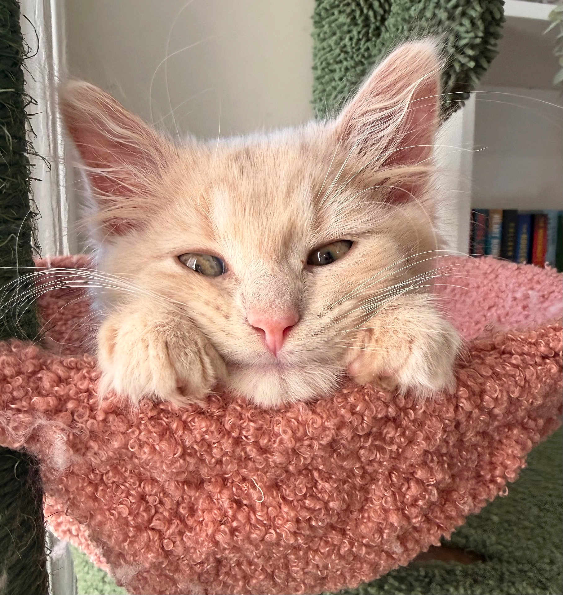 Bean is registered to the contest to win money with this photo: blanket, cat, close_up, cozy, cute, ears, face, feline, fur, indoor, kitten, orange_cat, paws, pet, pink_blanket, relaxed, resting, sleepy, soft_texture, whiskers