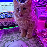 Bean is registered to the contest to win money with this photo: book, cat, closeup, computer, cookbook, curious, cute, desk, feline, fluffy, gaming_mouse, indoor, kitten, led_lighting, mouse, orange_cat, pet, purple_light, technology, young_cat