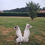 Palie a rejoint le concours — aidez-le/la à gagner de superbes lots ! dog, white_dog, black_spots, two_dogs, grass, field, tree, outdoor, nature, pets, canine, back_to_back, resting, animal, summer, yard, rural, quiet, peaceful, daytime