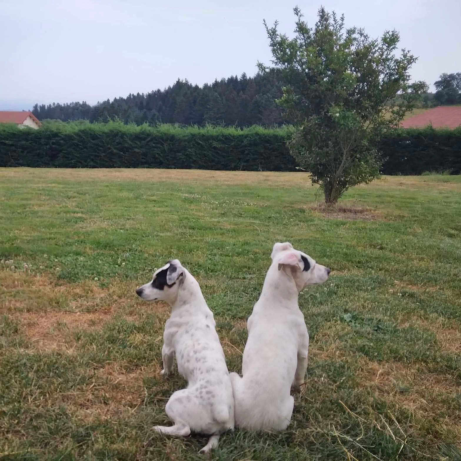 Palie a rejoint le concours — aidez-le/la à gagner de superbes lots ! dog, white_dog, black_spots, two_dogs, grass, field, tree, outdoor, nature, pets, canine, back_to_back, resting, animal, summer, yard, rural, quiet, peaceful, daytime