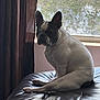 Rafiki joined the competition — help win amazing prizes! french_bulldog, dog, pet, indoor, leather, ottoman, window, curtain, natural_light, sitting, animal, canine, ears, fur, snout, resting, shadow, mesh_screen, quiet, cozy