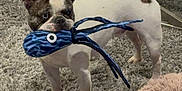 Rafiki joined the competition — help win amazing prizes! dog, french_bulldog, toy, plush_toy, octopus, carpet, rug, indoor, pet_bed, glass_table, furniture, living_room, playful, animal, canine, white, brown_spots, ears, standing, mouth_holding