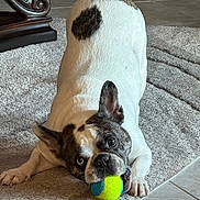 Rafiki is registered to the contest to win money with this photo: dog, french_bulldog, tennis_ball, carpet, indoor, pet, playful, heterochromia, brown_and_white, animal, cute, floor, tile, toy, canine, domestic_animal, ears, mouth, paw, furniture