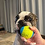 Rafiki is registered to the contest to win money with this photo: dog, bulldog, tennis_ball, hand, manicure, indoor, curtains, close_up, pet, playing, focus, animal, fur, brown, white, black, floor, toy, human_hand, nails