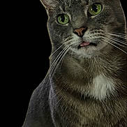 Cora Jean joined the competition — help win amazing prizes! cat, tabby, pet, feline, green_eyes, tongue_out, whiskers, fur, close_up, black_background, portrait, ears, muzzle, cute, domestic_animal, expression, staring, sitting, indoor, adorable