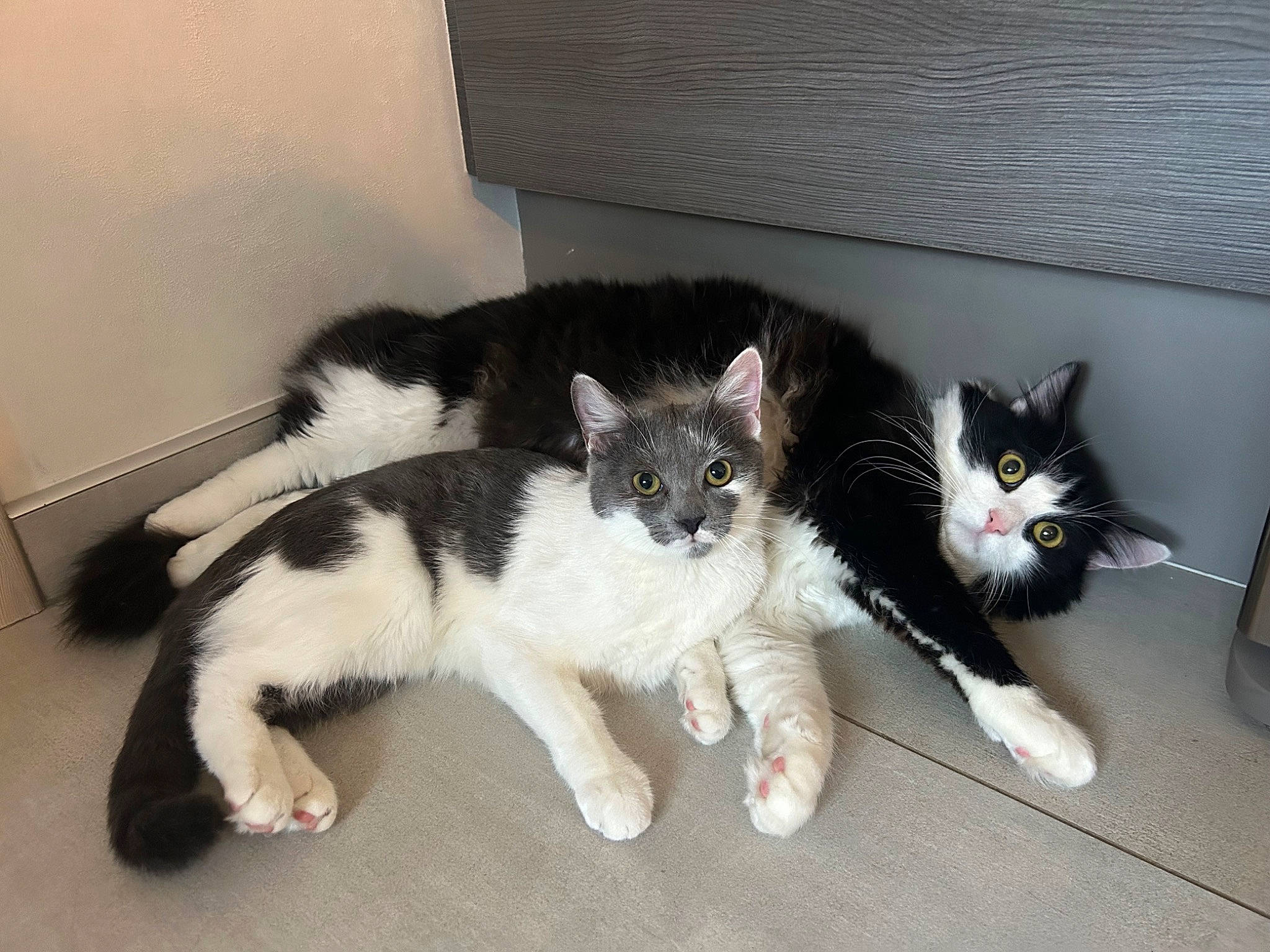 Minou a rejoint le concours — aidez-le/la à gagner de superbes lots ! carnivore, cat, claw, comfort, domestic_short_haired_cat, felidae, flooring, foot, fur, hardwood, paw, small_to_medium_sized_cats, snout, tail, whiskers