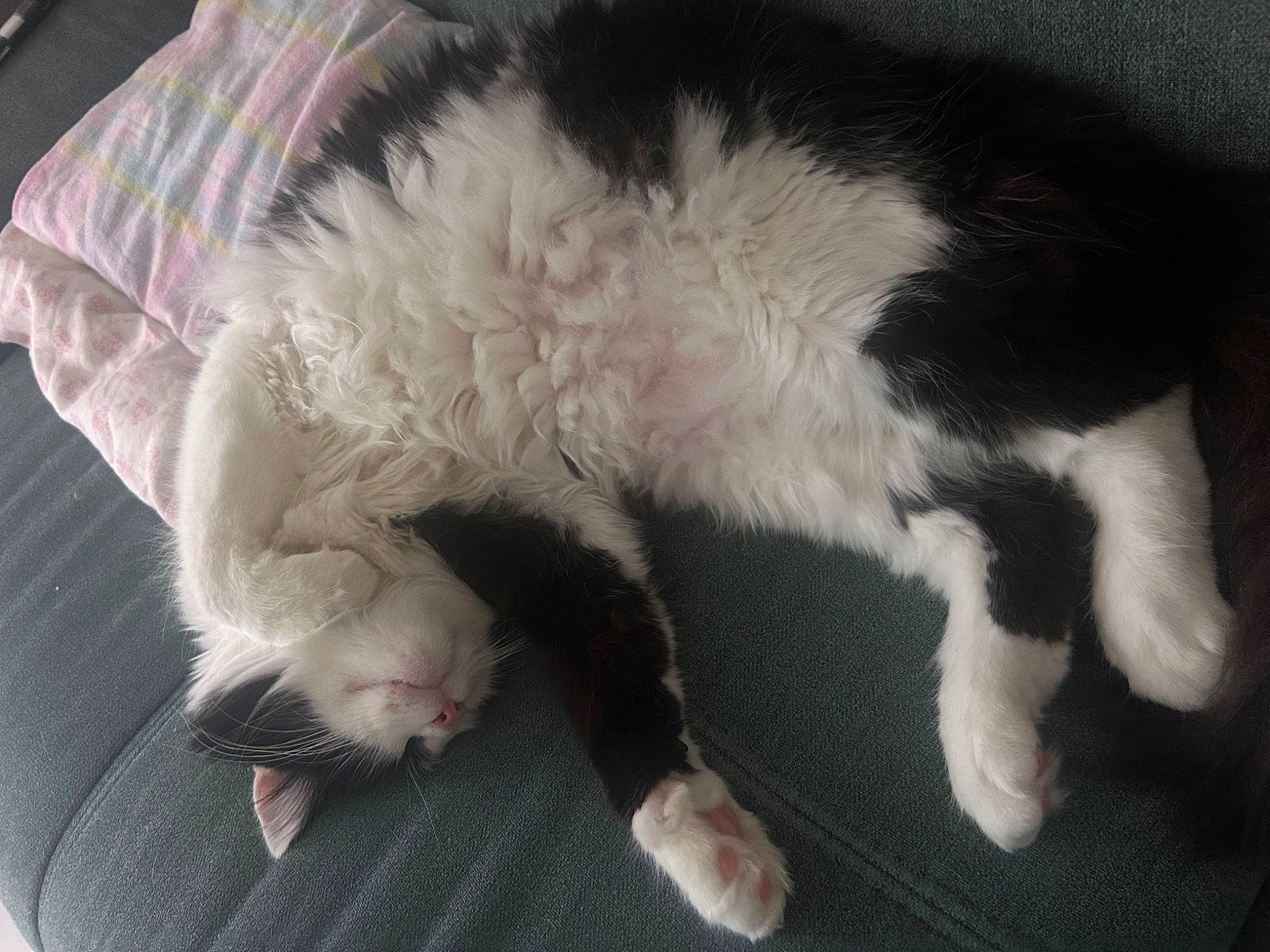 Minou participe au concours pour gagner de l'argent avec cette photo : canidae, carnivore, cat, claw, comfort, companion_dog, dog_breed, domestic_short_haired_cat, felidae, foot, fur, nap, paw, puppy, sleep, small_to_medium_sized_cats, snout, sporting_group, tail, whiskers