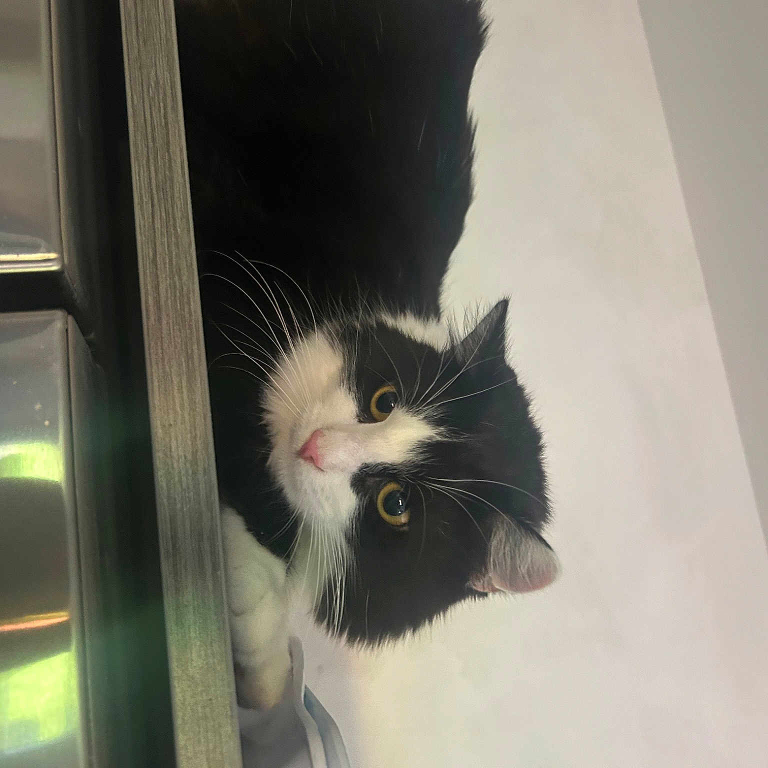 Minou a rejoint le concours — aidez-le/la à gagner de superbes lots ! carnivore, cat, domestic_short_haired_cat, felidae, fur, glass, monochrome_photography, small_to_medium_sized_cats, snout, tail, tints_and_shades, tree, vehicle_door, whiskers, window, windshield, winter, wood