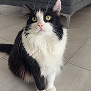 Minou participe au concours pour gagner de l'argent avec cette photo : cat, black_and_white, fluffy, indoor, floor, tile, couch, furniture, pet, animal, whiskers, ears, eyes, sitting, curious, house, domestic, cute, fur, portrait