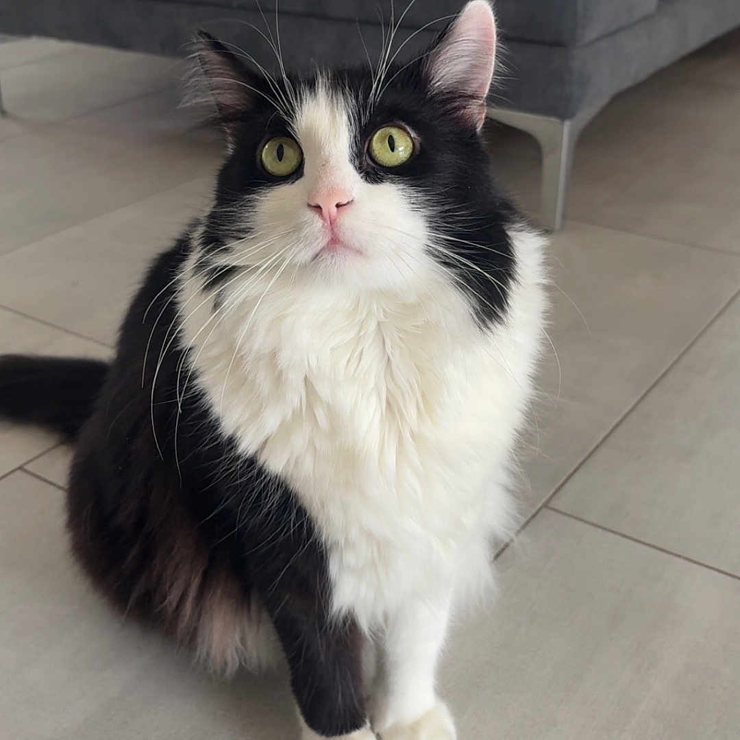 Minou