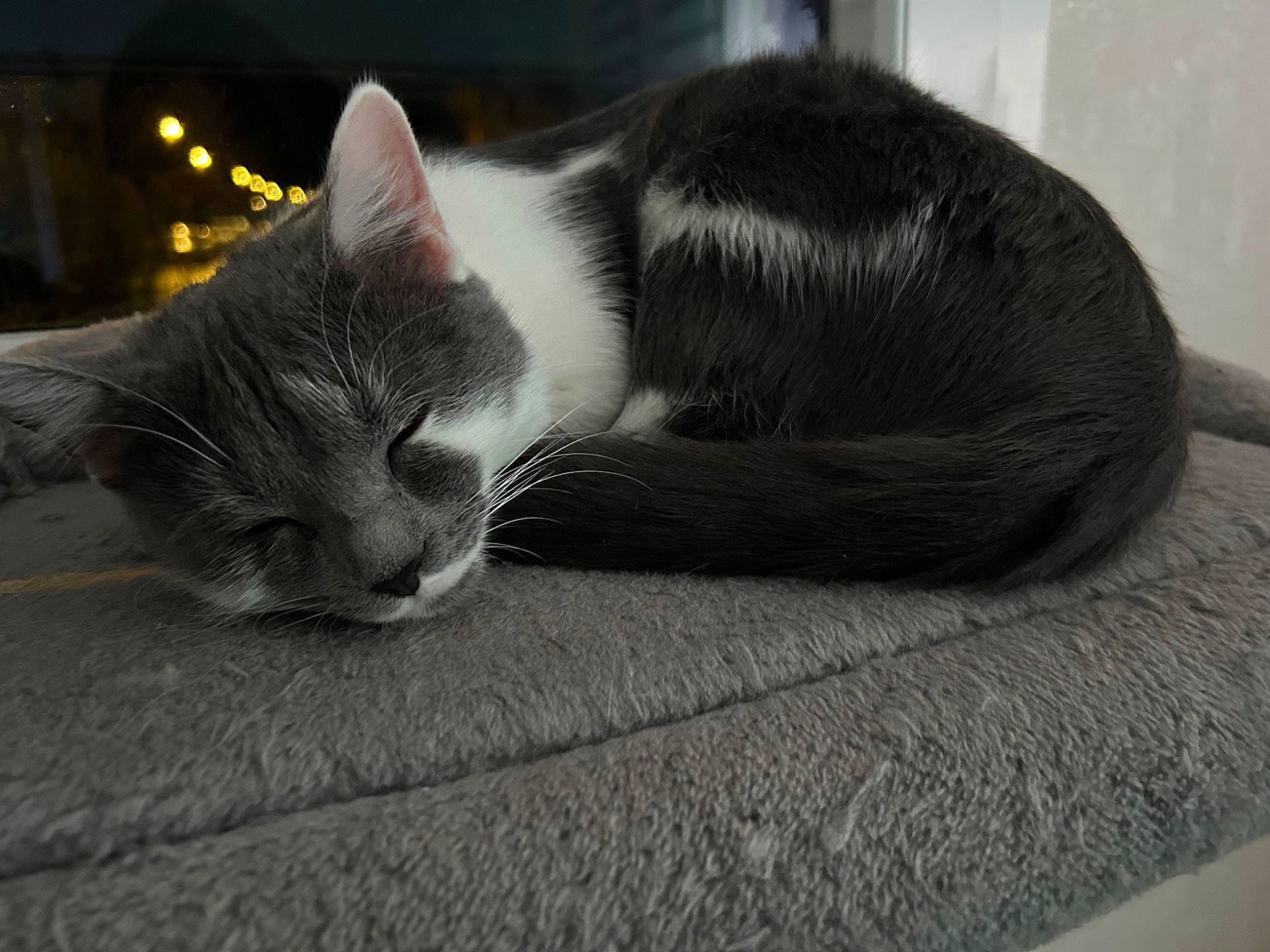 Misty a rejoint le concours — aidez-le/la à gagner de superbes lots ! carnivore, cat, claw, comfort, domestic_short_haired_cat, eye, felidae, flooring, foot, fur, grey, monochrome, monochrome_photography, nap, paw, sleep, small_to_medium_sized_cats, snout, tail, whiskers