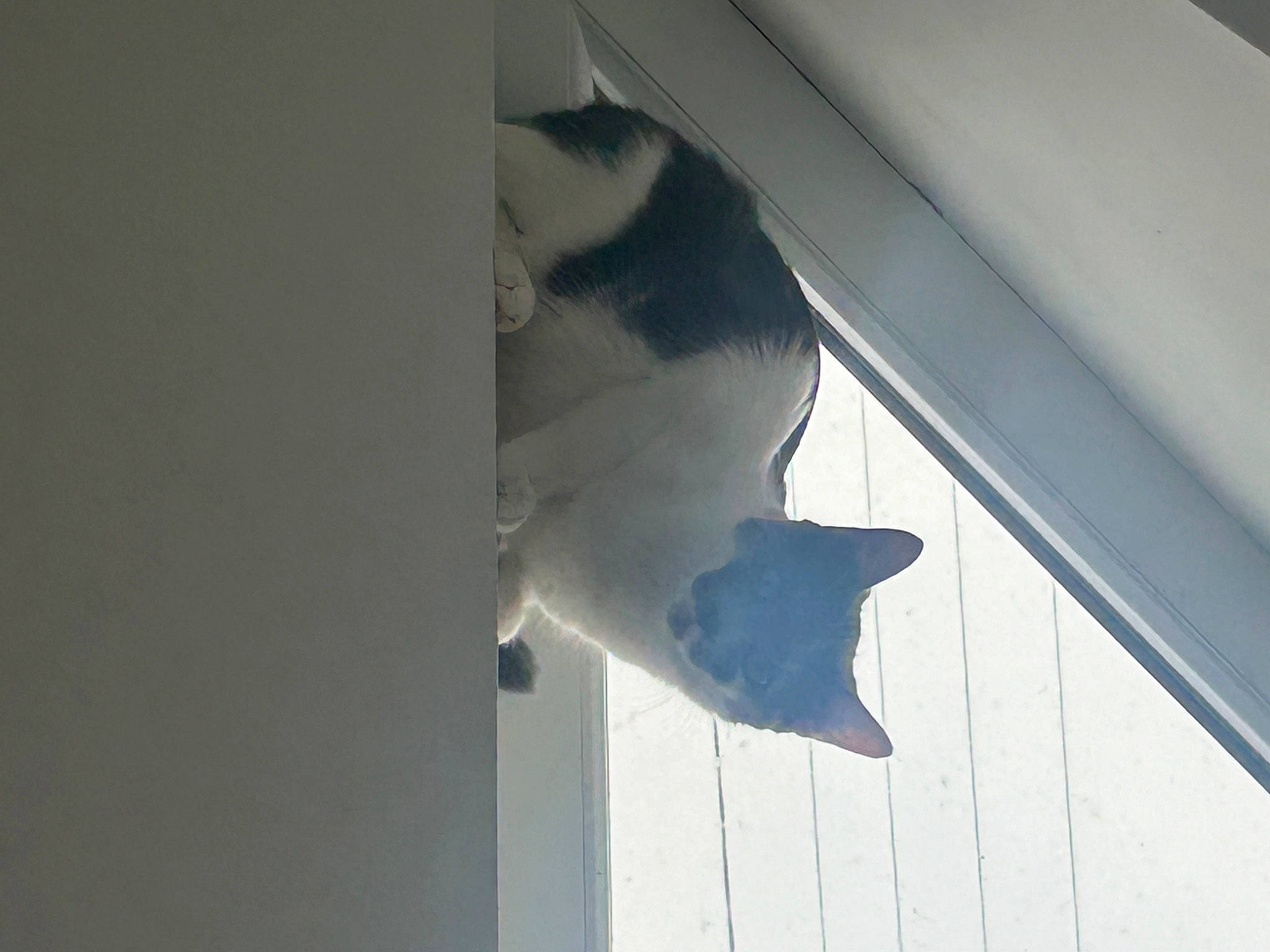 Misty participe au concours pour gagner de l'argent avec cette photo : carnivore, cat, ceiling, dog_breed, domestic_short_haired_cat, felidae, fin, fur, hardwood, shadow, small_to_medium_sized_cats, snout, sporting_group, tail, tints_and_shades, water, whiskers, window, wing, wood