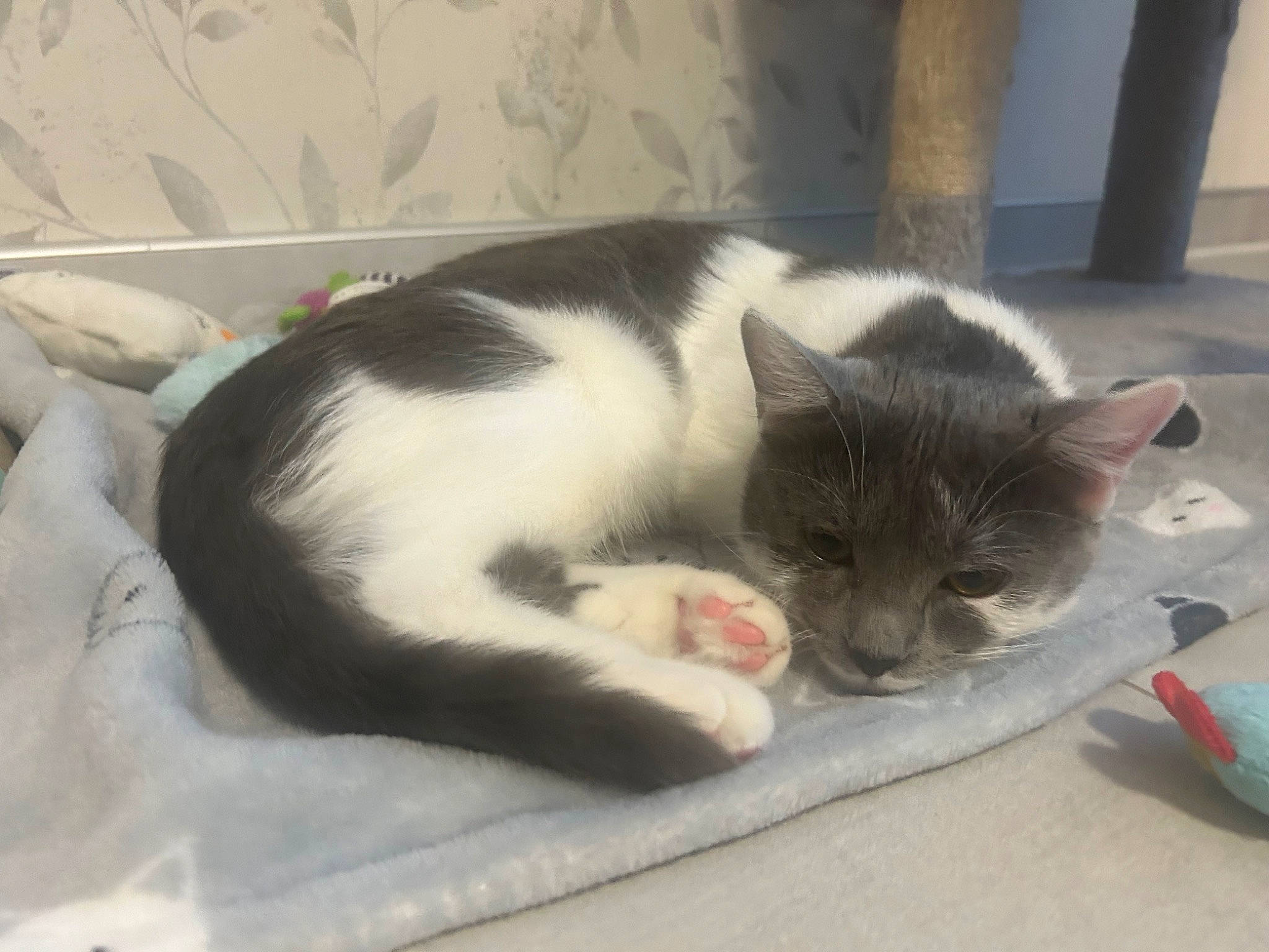 Misty a rejoint le concours — aidez-le/la à gagner de superbes lots ! box, carnivore, cat, claw, comfort, domestic_short_haired_cat, eye, felidae, fur, nap, paw, sitting, small_to_medium_sized_cats, snout, tail, whiskers, window