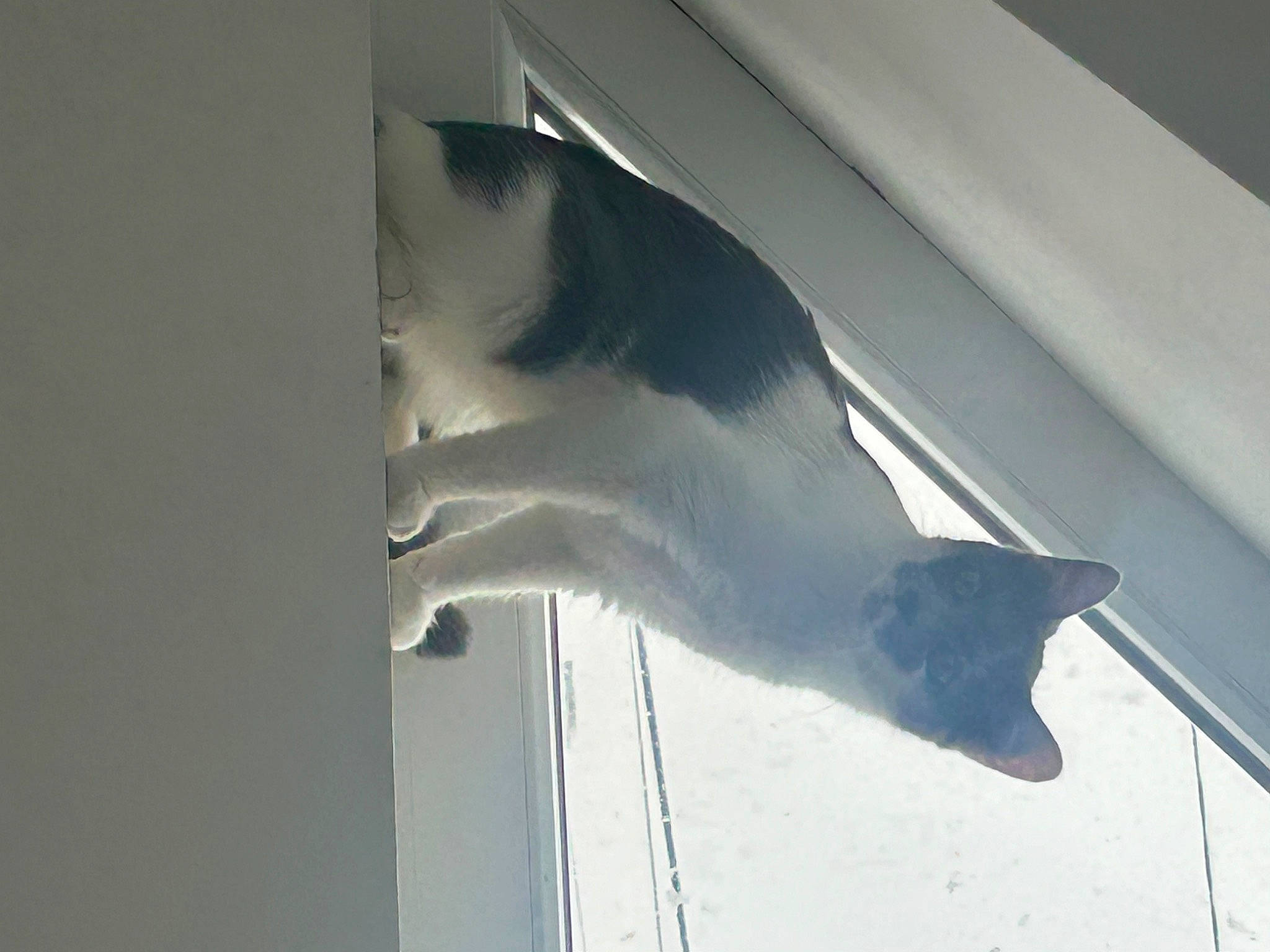 Misty participe au concours pour gagner de l'argent avec cette photo : carnivore, cat, ceiling, domestic_short_haired_cat, door, felidae, fin, fur, glass, grey, shade, shadow, small_to_medium_sized_cats, snout, tail, tints_and_shades, water, whiskers, wing, wood