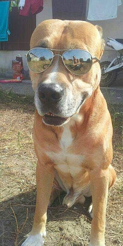Brigand participe au concours pour gagner de l&#x27;argent avec cette photo : american_pit_bull_terrier, american_staffordshire_terrier, ancient_dog_breeds, black_mouth_cur, canidae, carnivore, dog, dog_breed, eyewear, fawn, mammal, mountain_cur, non_sporting_group, pit_bull, rare_breed_dog, snout, sporting_group, staffordshire_bull_terrier, sunglasses, vertebrate